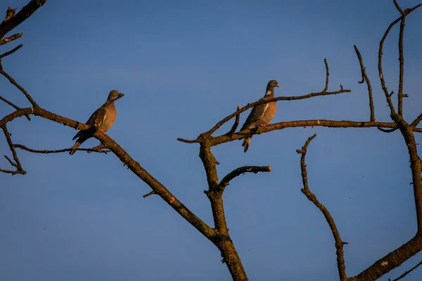 Zwei Tauben Sitzen Auf Den Trockenen Zweigen Eines Baumes Mit — Stockfoto