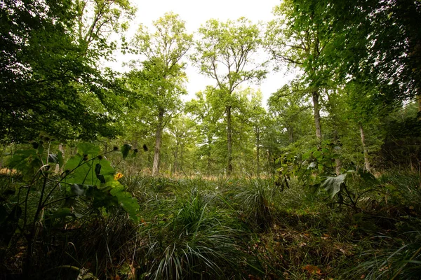 Skog Med Gröna Träd Kvällen Danmark — Stockfoto