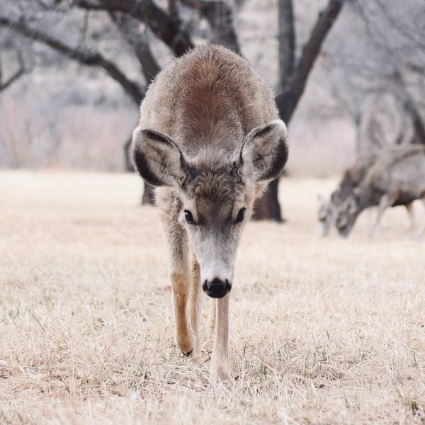 Vertical Shot Mule Deer Odocoileus Hemionus Looking Camera — Stock Photo, Image