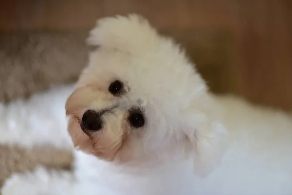 Ένα Κοντινό Πορτραίτο Ενός Χαριτωμένου Μαλτέζικου Σκύλου — Φωτογραφία Αρχείου