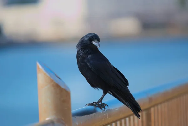 Shallow Focus Shot Crow Pier Blurry Background — Stock Photo, Image