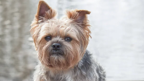 Tiro Foco Seletivo Adorável Terrier Yorkshire — Fotografia de Stock