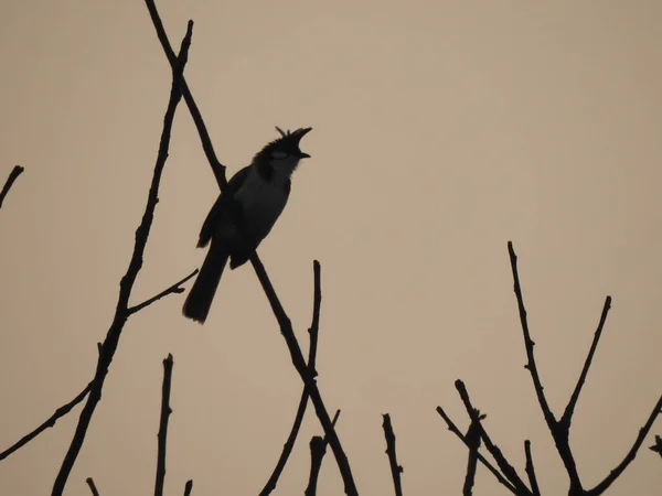 Крупный План Птицы Силуэте Дерева Фоне Вечернего Неба — стоковое фото