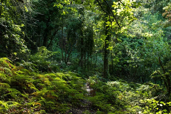 Une Vue Naturelle Sentier Randonnée Milieu Une Forêt — Photo