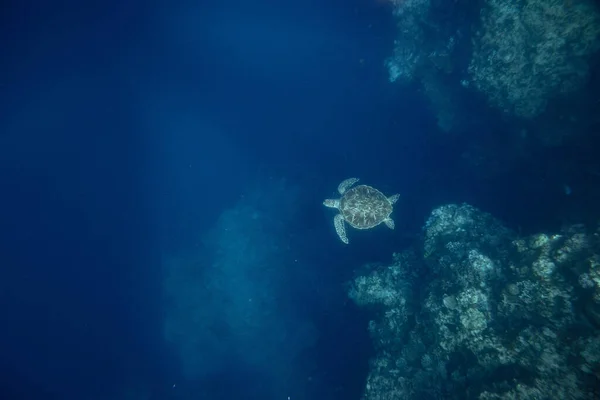 Mercanların Yanındaki Mavi Sularda Yüzen Bir Kaplumbağanın Manzarası — Stok fotoğraf
