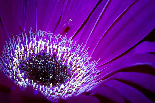 Mikro Strzał Transvaal Stokrotka Purpurowy Kwiat — Zdjęcie stockowe