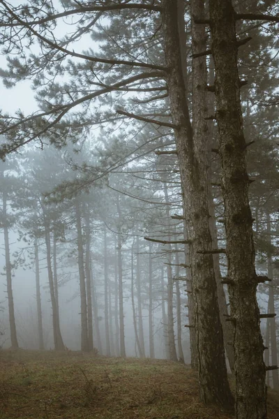 霧の日に森の中の背の高いモミの木の垂直ビュー — ストック写真