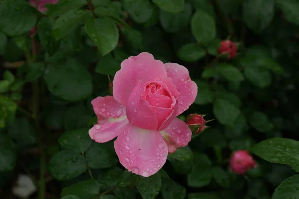 Gros Plan Une Belle Rose Dans Parc — Photo