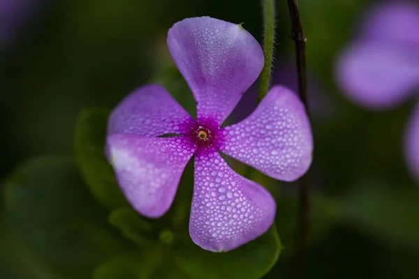 Eine Nahaufnahme Von Rosa Blume Mit Tautropfen — Stockfoto