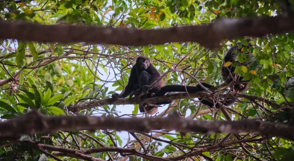 ツリー上の遠吠え猿の選択的フォーカスショット — ストック写真