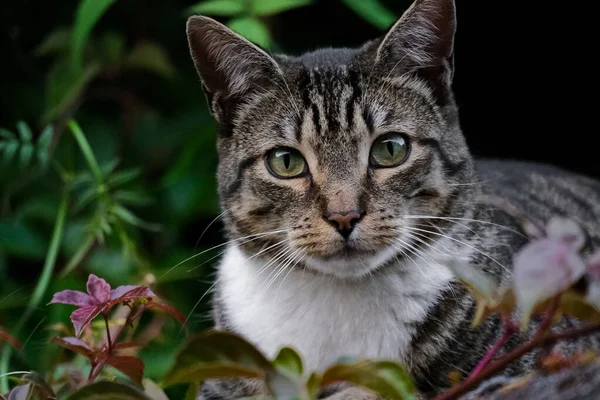 Eine Nahaufnahme Einer Gestromten Katze Die Auf Blumen Liegt — Stockfoto