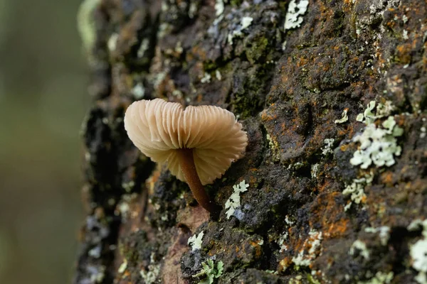 Nahaufnahme Eines Einzelnen Pilzes Der Auf Baumrinde Wächst — Stockfoto