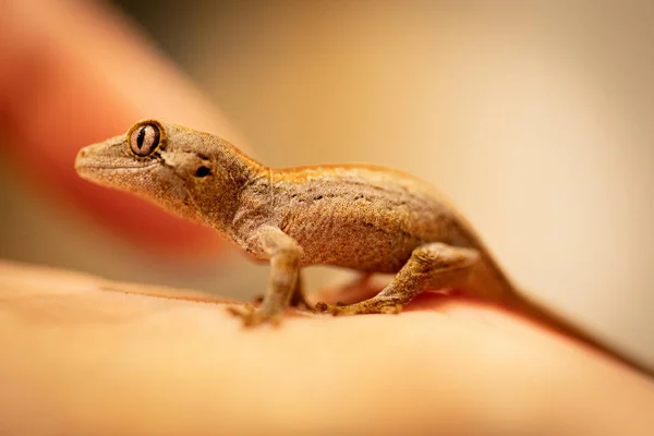 Zbliżenie Strzał Dziecko Gargulca Gecko — Zdjęcie stockowe