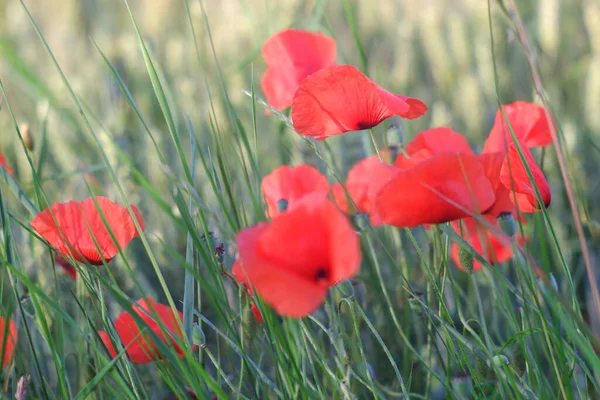 一束绽放的红色罂粟花被草丛环绕的特写镜头 — 图库照片