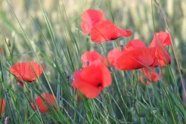 Een Close Shot Van Bloeiende Rode Papaver Bloemen Omringd Door — Stockfoto