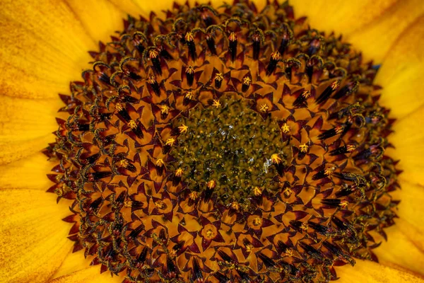Eine Nahaufnahme Aus Dem Inneren Einer Gelben Blume — Stockfoto
