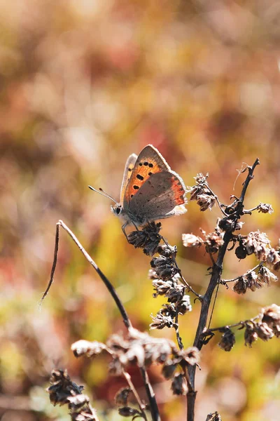 Eine Vertikale Aufnahme Eines Chervonets Schmetterlings Der Auf Einem Getrockneten — Stockfoto