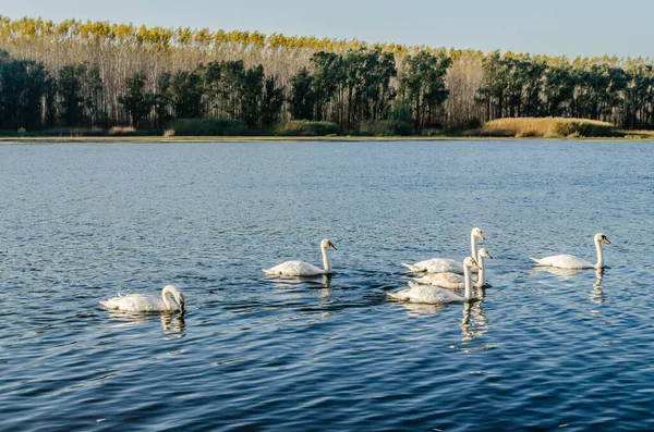 Sonbaharda Novi Sad Kenti Yakınlarındaki Kanalın Serin Sularında Genç Kuğular — Stok fotoğraf