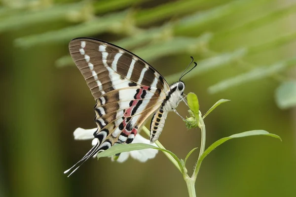 Graphium Nomius Vagy Foltos Kardfarok Egy Növényen — Stock Fotó