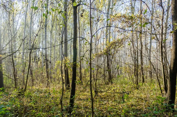 Skogsklimatet Hösten Med Höga Träd Solig Dag Vid Donau — Stockfoto