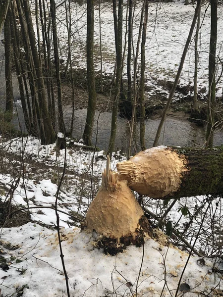 Des Castors Abattent Arbre Rivière Kollbach Dans Une Vallée Réserve — Photo