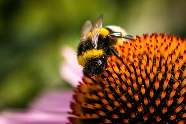 Ένα Επιλεκτικό Πλάνο Εστίασης Μιας Μέλισσας Ένα Λουλούδι — Φωτογραφία Αρχείου