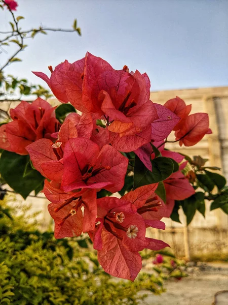 Flores Buganvillas Rojas Vibrantes Jardín — Foto de Stock