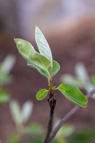 Primer Plano Una Rama Con Hojas Verdes —  Fotos de Stock