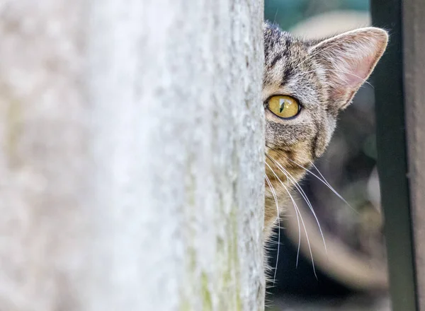 Primer Plano Gato Canoso Mirando Detrás Pared — Foto de Stock