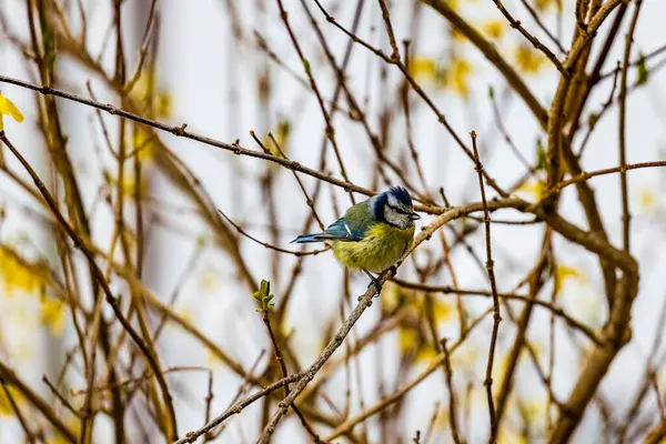 Beautiful Great Tit Bird Perching Bushes Blurred Background —  Fotos de Stock