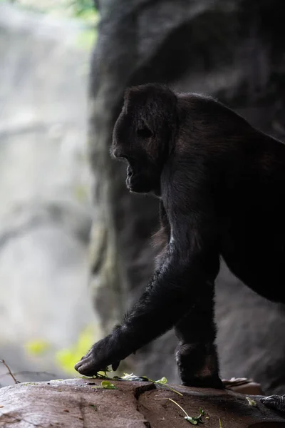 Vertical Shot Young Gorilla Its Natural Habitat — Stock Photo, Image