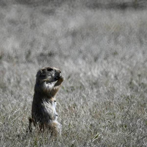Selective Focus Shot Prairie Dog Wichita Mountains — Stock Photo, Image