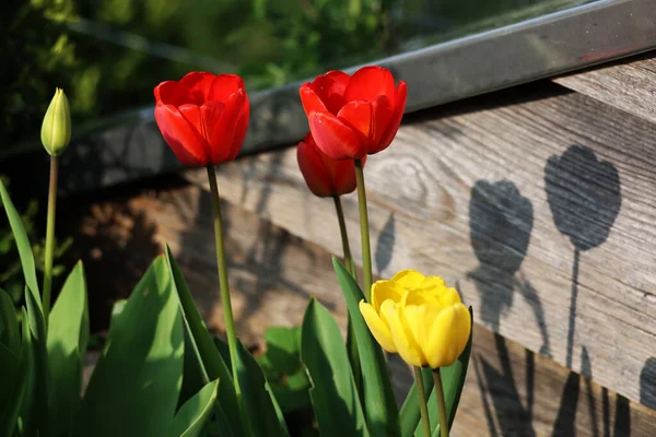 Closeup Shot Beautiful Red Yellow Tulips Flowerbed — Stock Photo, Image