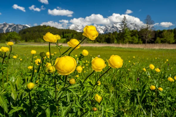 Een Schilderachtig Uitzicht Globeflowers Achtergrond Van Het Karwendelgebergte Beieren — Stockfoto