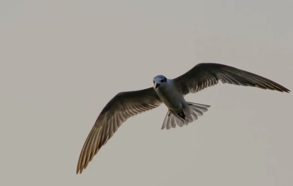 Uma Gaivota Voando Céu Branco Com Asas Abertas — Fotografia de Stock