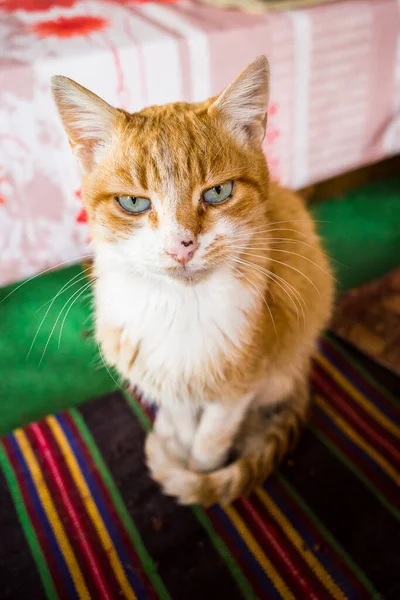 カメラの前には緑の目をした赤い毛の猫の縦のショットがポーズをとっている — ストック写真