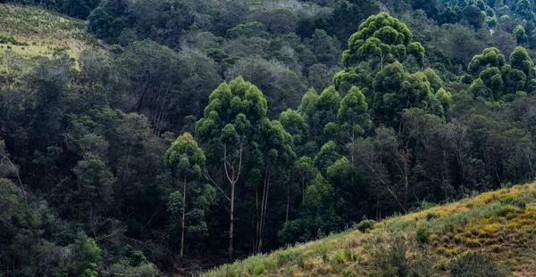 森の中の濃い緑の木 — ストック写真