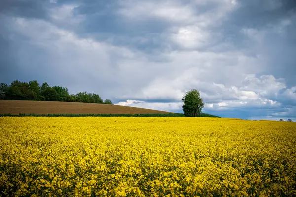 Single Tree Yellow Rapeseed Field Cloudy Sky — Stock Photo, Image