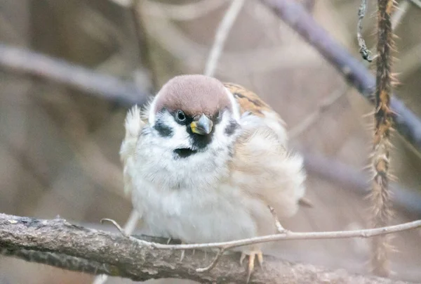 Macro Veduta Passero Arboreo Eurasiatico Passer Montanus Appollaiato Sul Ramo — Foto Stock