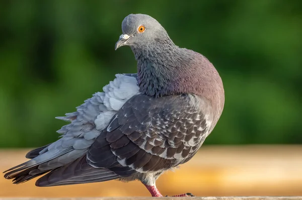 Eine Selektive Fokusaufnahme Eines Taubenvogels Auf Einem Felsen Der Nähe — Stockfoto