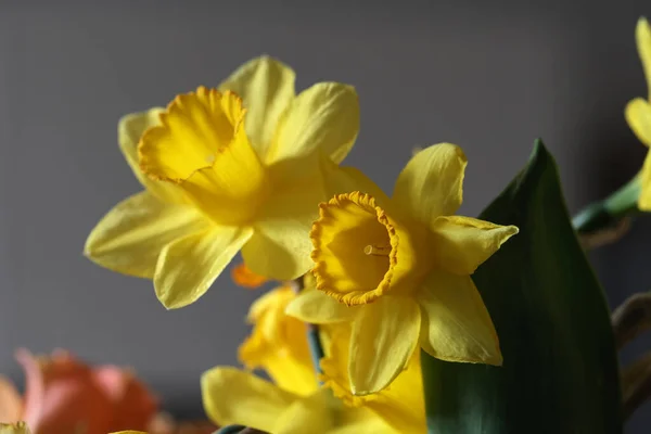 一束花的特写 花束上有美丽的黄色水仙花 — 图库照片