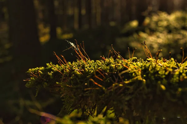 ドイツに位置するブラックフォレスト内の結実体を持つ苔の柔らかい焦点 — ストック写真