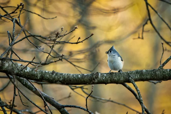 Närbild Fågel Trädgren — Stockfoto