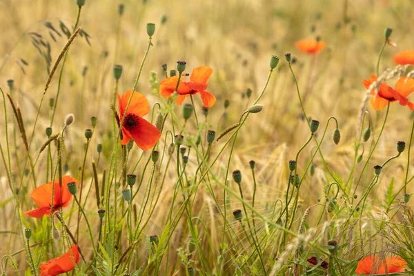 Een Ondiepe Focus Van Een Rode Papaverbloem Veld — Stockfoto