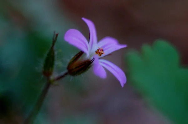 A selective focus shot of purple Herb robert on a blur background