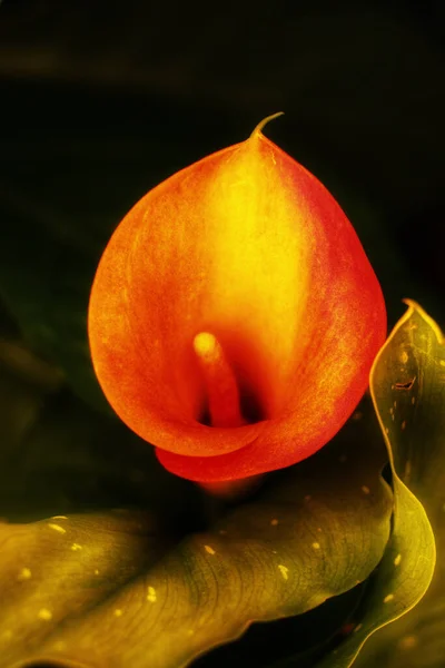 Primer Plano Vertical Una Flor Naranja Calla — Foto de Stock