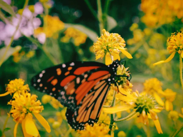 Gros Plan Papillon Monarque Coloré Debout Sur Des Fleurs Jaunes — Photo