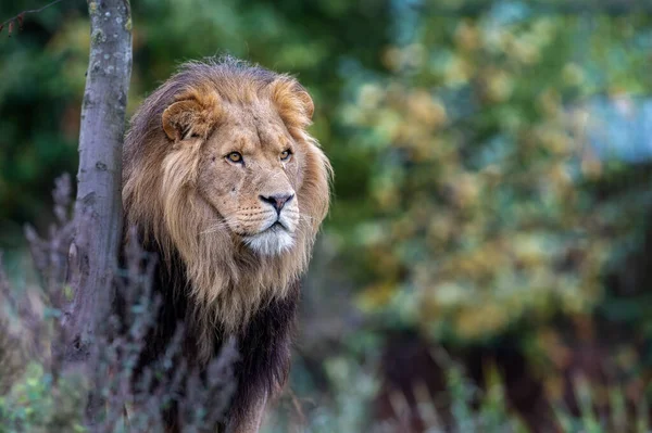 Ένα Κοντινό Πλάνο Ενός Νεαρού Αφρικανού Λιονταριού Ένα Δάσος — Φωτογραφία Αρχείου