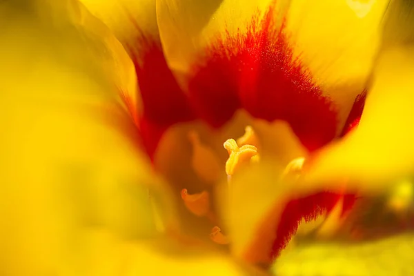 Closeup Shot Tulip Petal Details — Stock Photo, Image