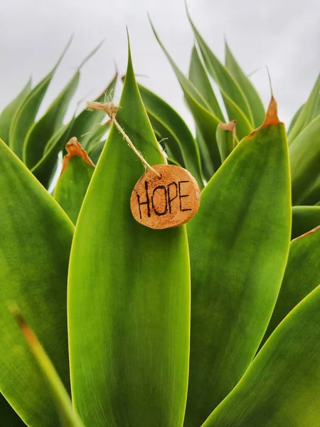 The close-up shot of an office plant with a wooden sign with Hope written  on it